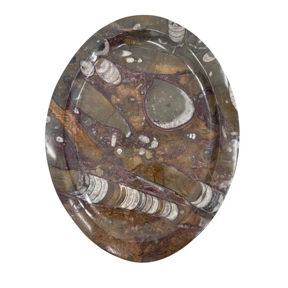 1950s Mid-Century Stone Fossil Plate Orthoceras Sea Shell Ammonite 11.25"X8.5" - Picture 2 of 5